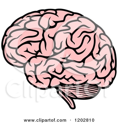 450x470 Clipart Of A Pink Human Brain 2