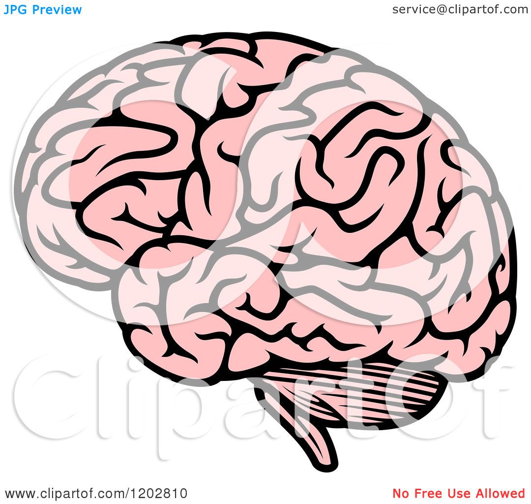 1080x1024 Clipart Of A Pink Human Brain 2