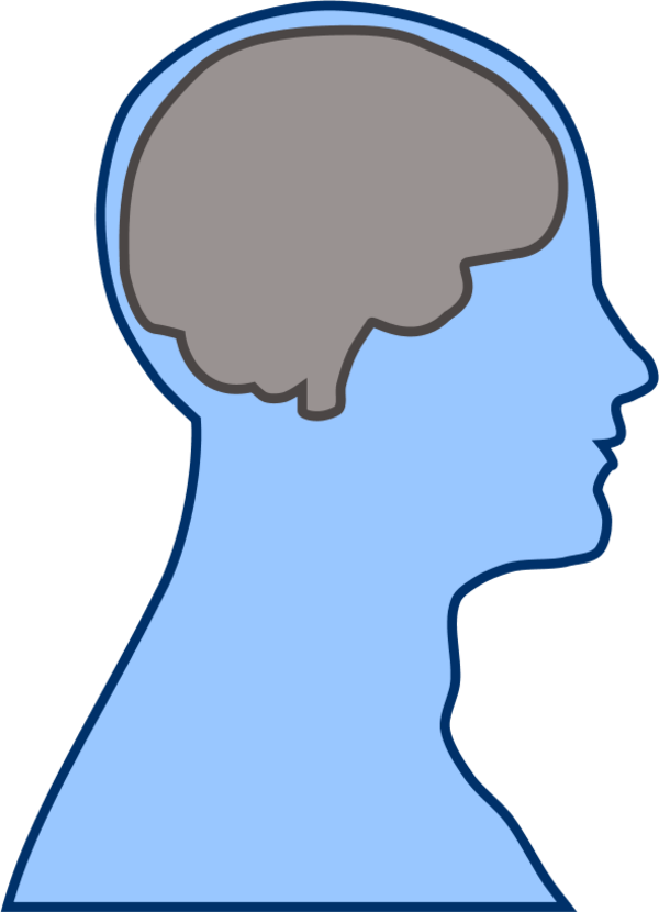 600x830 Brain Clipart