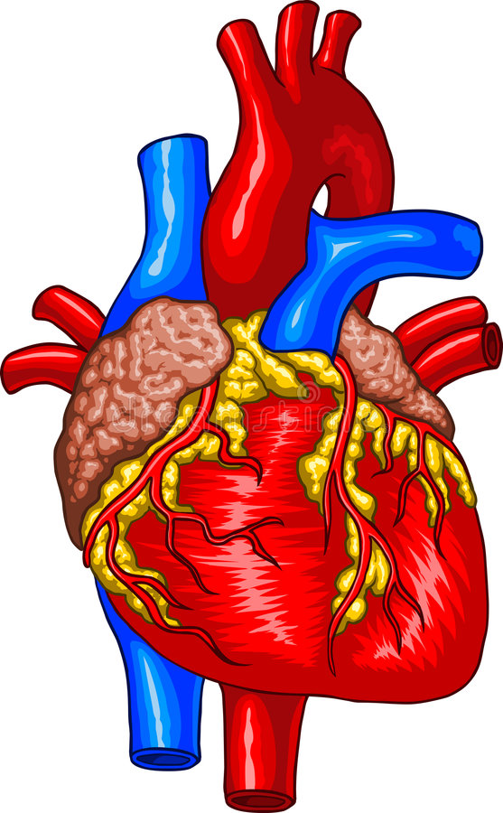 Human Heart Clipart at GetDrawings | Free download
