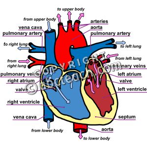 300x300 Labeled Human Heart Clipart