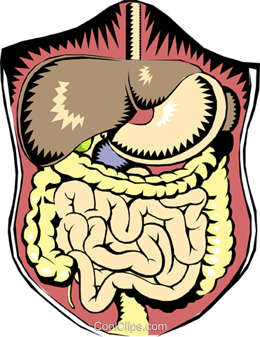 371x480 Abdominal Digestive Organs Royalty Free Vector Clip Art