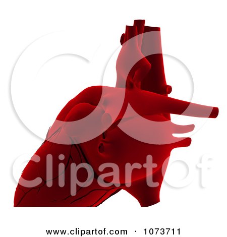 450x470 Clipart 3d Male Human Organs 4