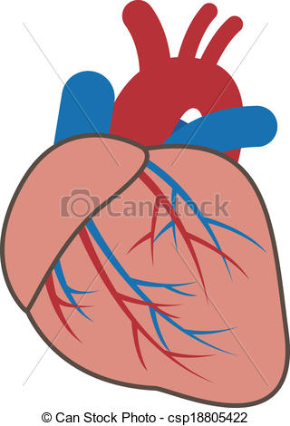 320x470 Clipart Of Cardiovascular System