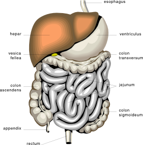 294x299 Digestive Organs Medical Diagram Clip Art Free Vector 4vector