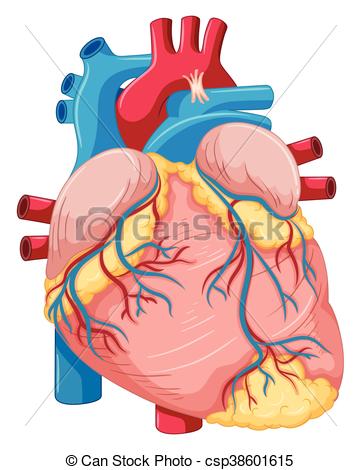 361x470 Human Heart With Fat And Blood Vector Clip Art