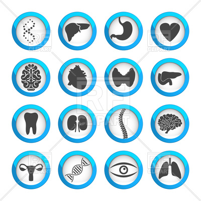 400x400 Human Organs And Parts Icon