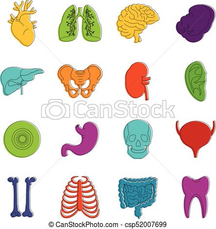 Human Organs Clipart at GetDrawings | Free download