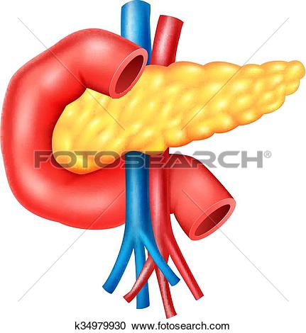 431x470 Human Pancreas Clipart