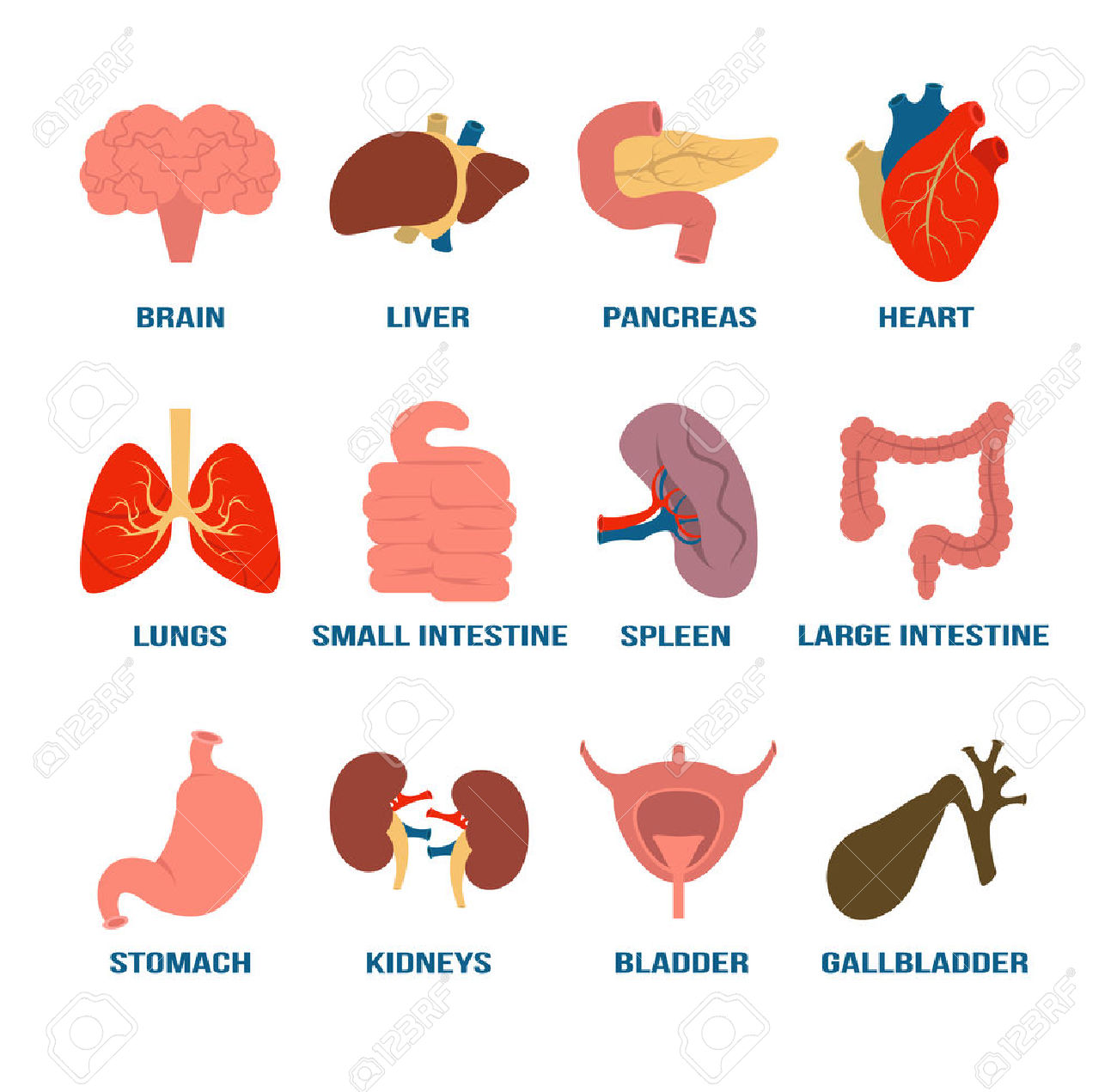 Vector Illustration Human Internal Organs Eps Clipart Gg | My XXX Hot Girl