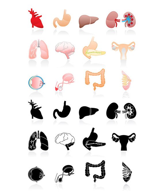 570x676 Organs Clip Art 25 High Resolution Png Human Organs Instant