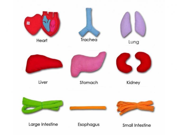 750x567 Pictures Of Body Organs Free Download Clip Art