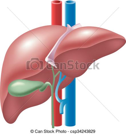 442x470 Vector Illustration Of Human Liver And Gallbladder Vector