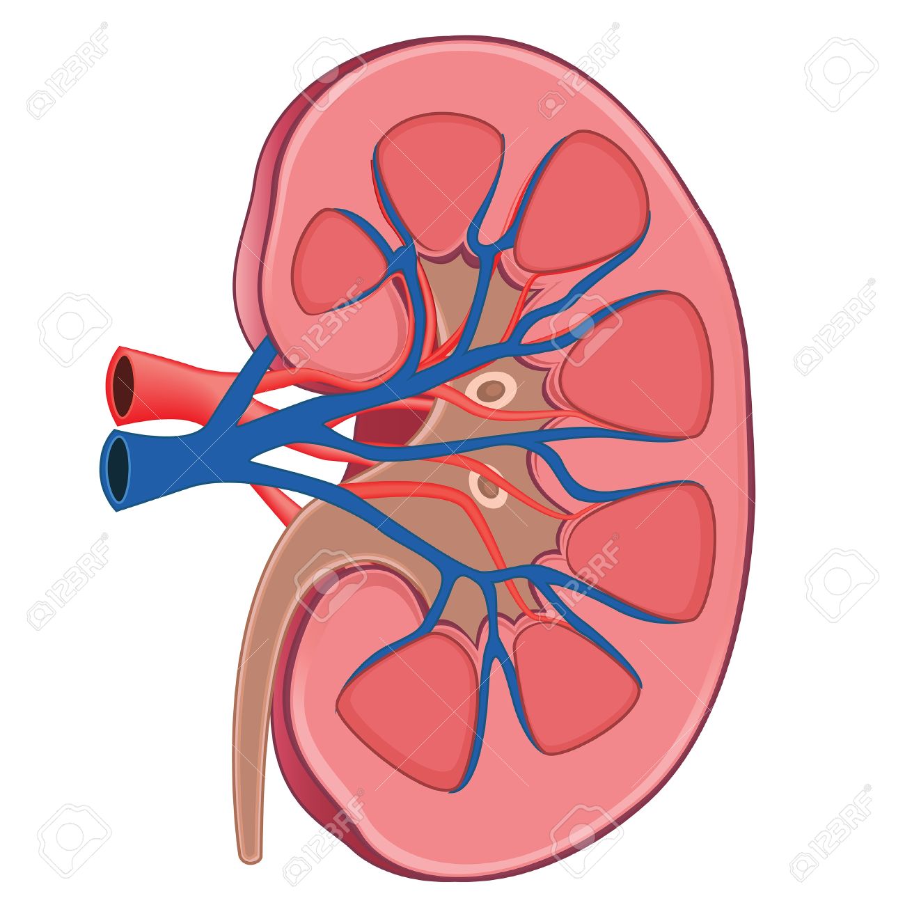 1300x1300 Collection Of Kidney Organ Clipart High Quality, Free