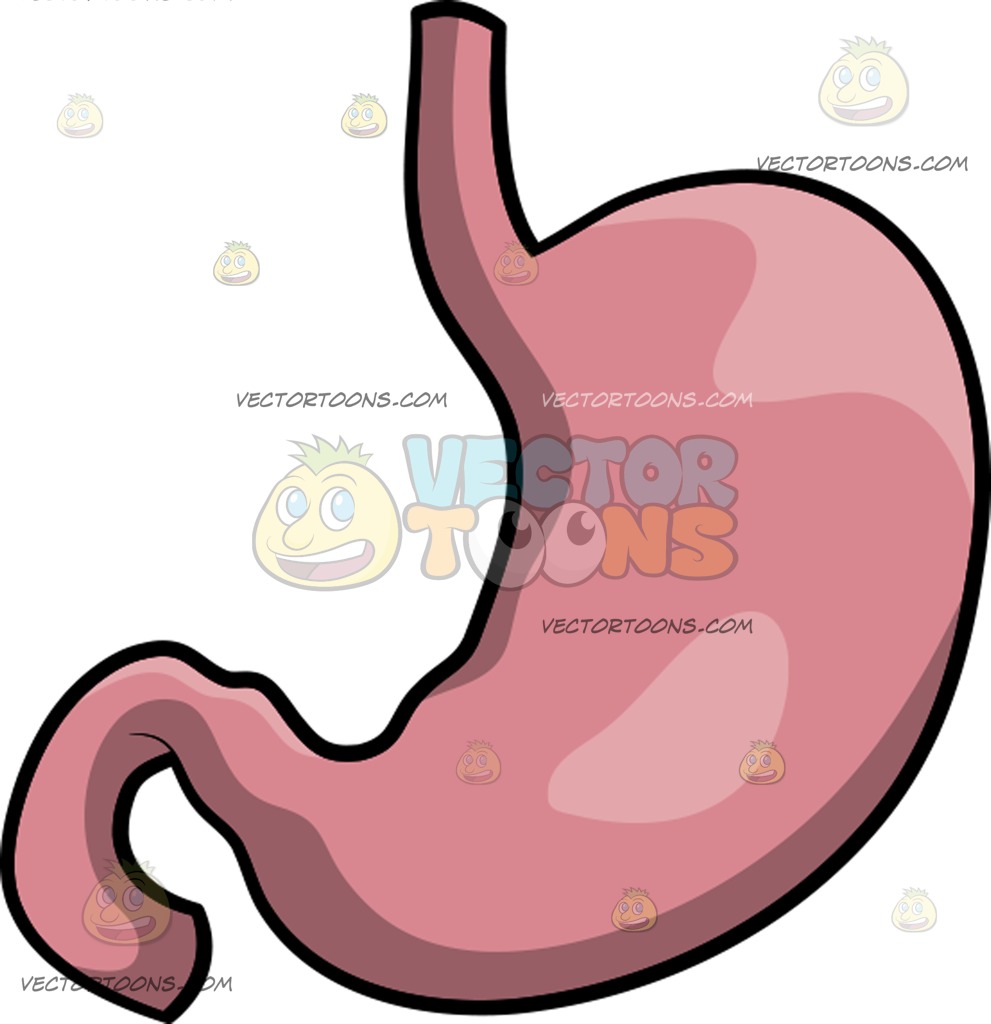 991x1024 A Human Stomach Cartoon Clipart Vector Toons