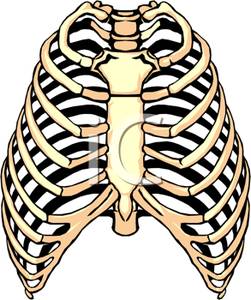 251x300 Human Ribcage Bones