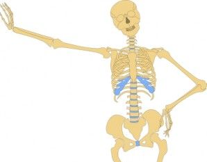 298x233 Human Skeletons Graphics Free Vectors Ui Download