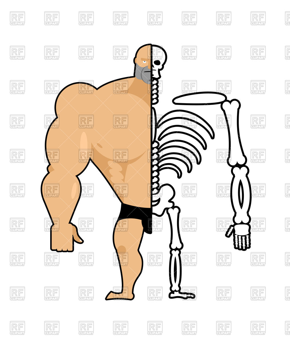 1012x1200 Human Structure. Half Body And Skeleton. Anatomic Concept. Royalty