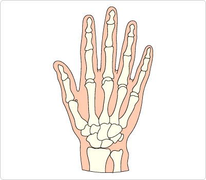 401x351 Bones Hand Clip Art Human Body Clip Art Clip Art