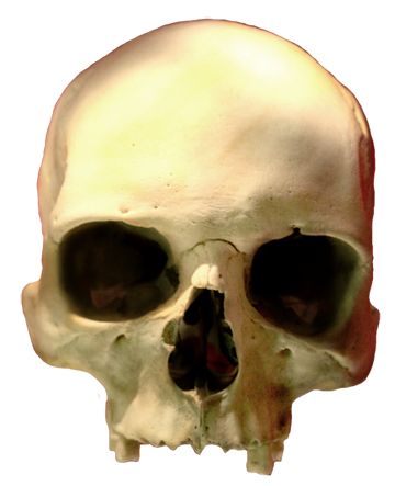 360x443 Cool Skull Clip Art (And Funny!)