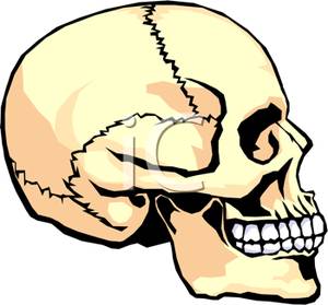 300x279 Clip Art Image The Side Of A Human Skull