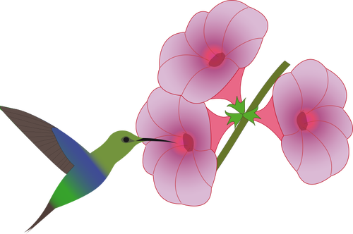 500x332 Colibri Bird Picking On A Flower Illustration Public Domain Vectors