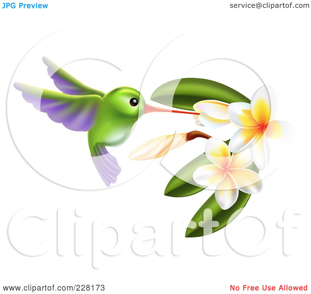 1080x1024 Royalty Free (Rf) Clipart Illustration Of A Green And Purple