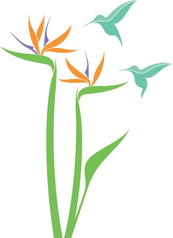 354x487 Bird Of Paradise And Hummingbird Premium Clipart