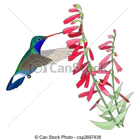 450x465 Broad Billed Hummingbird Male Cynanthus Latirostris At Stock