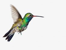 220x165 Hummingbird Clip Art Green Hummingbird Birds Hummingbird Animal