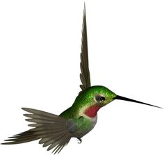 236x223 Free Hummingbird Clipart Free Download Clip Art