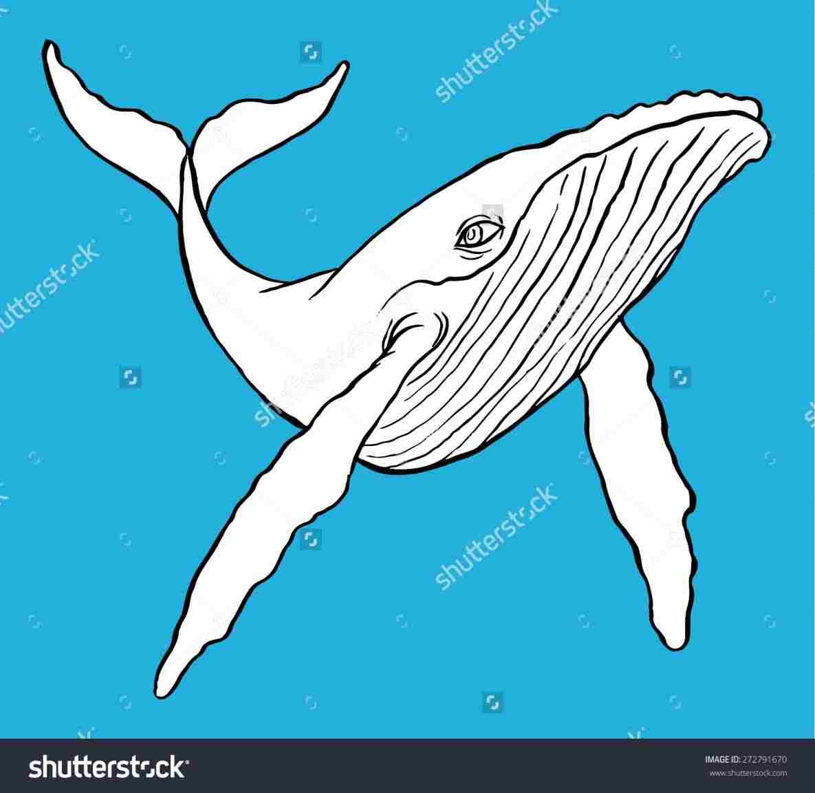 1185x1152 Humpback Whale Drawing For Kids