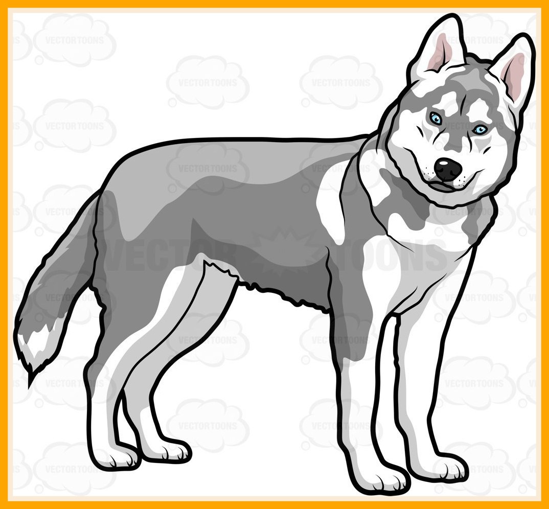 1074x996 Unbelievable Shining Husky Dog Clipart Black And White Pencil