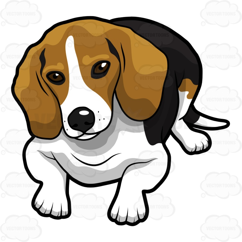 800x800 Black And White Siberian Husky Puppy. Beagle Clipart Face