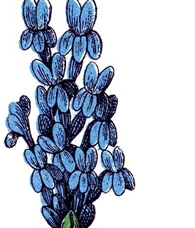 274x320 Herbs Archives