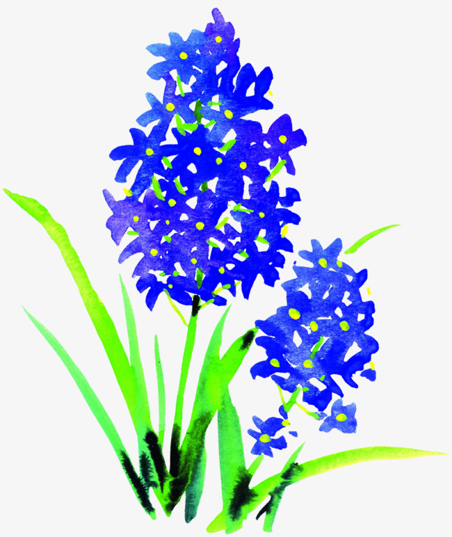 650x772 Hyacinth Blue Picture Material, Hyacinth, Flowers, Bouquet Png