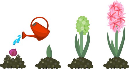 449x240 Search Photos Hyacinth Bulb