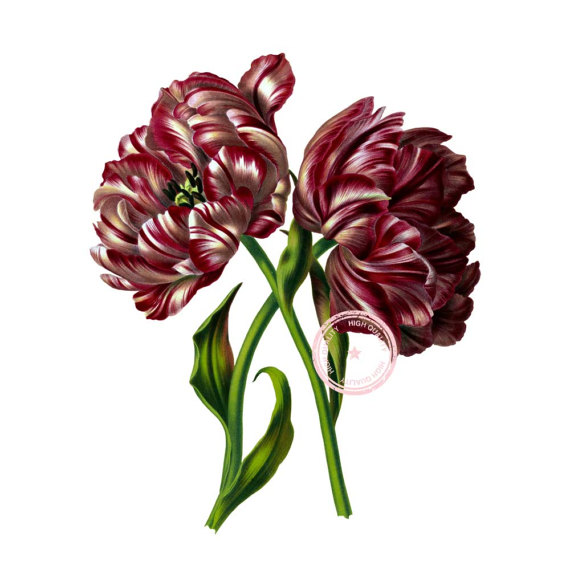 570x570 Striped Tulips Clip Art Flower Vintage Clipart Floral Botanical