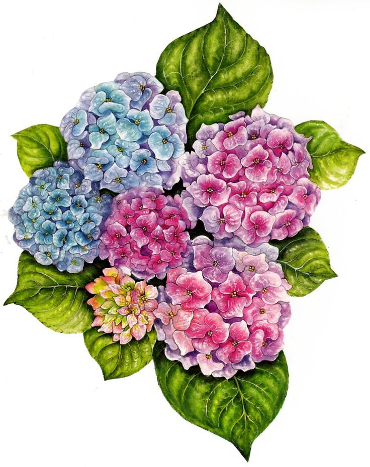 736x930 201 Best Printables Hydrangea Images On Etchings