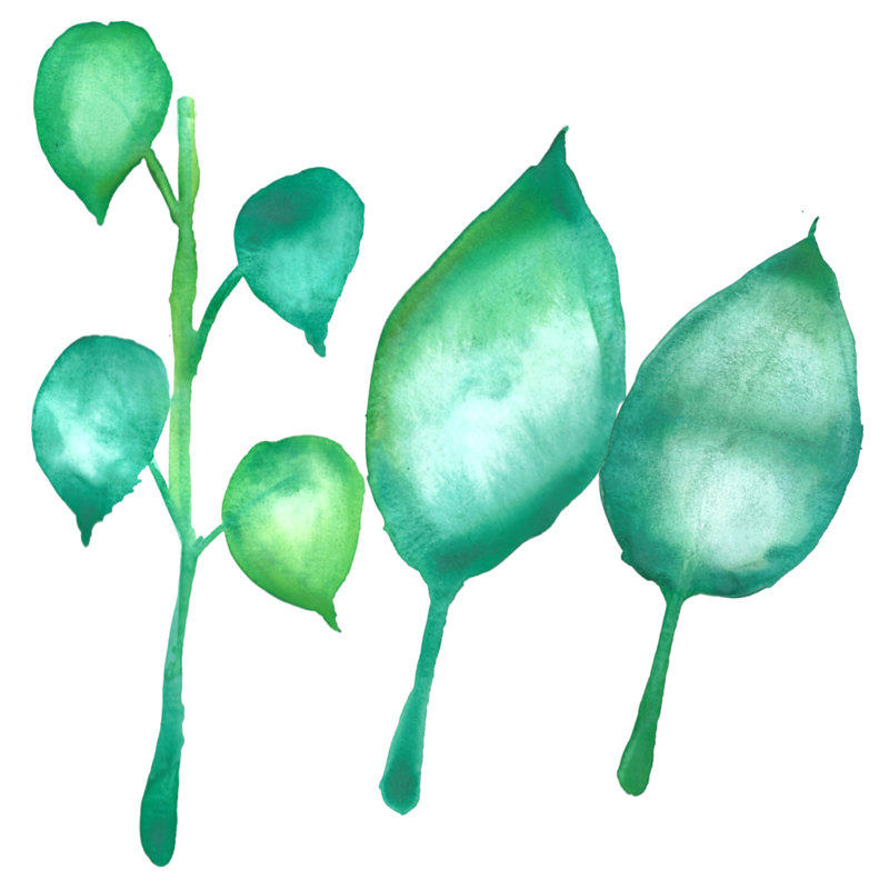 800x800 Hydrangea Clip Art Watercolor Pink Green Leaves Floral Clipart