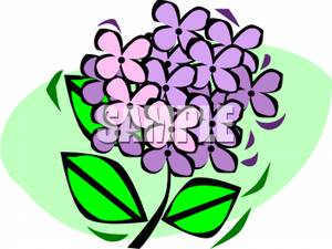 300x225 Hydrangea Blossom