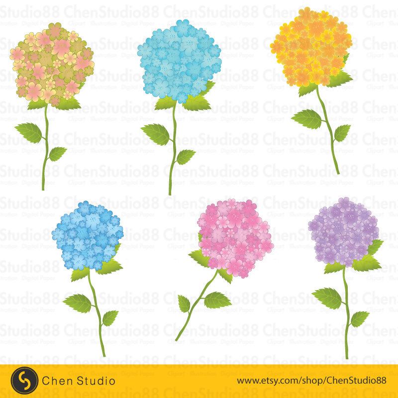 800x800 Hydrangea Flower Vector