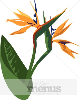 312x388 Birds Of Paradise Clipart Caribbean Clipart