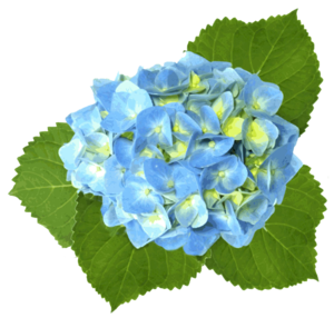 300x286 Blue Hydrangea Free Images