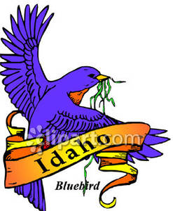 247x300 State Bird Of Idaho, The Bluebird With Gold Idaho Banner Royalty