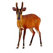 170x170 Impala Clip Art Clipart Panda