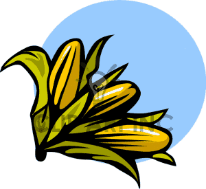 300x275 Indian Corn Black And White Clipart