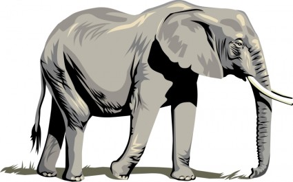 425x265 Image Of Indian Elephant Clipart