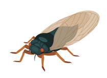 210x153 Creative Design Insect Clipart Bugs Clip Art Insects Vectors