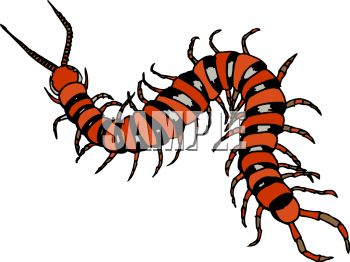 350x262 Royalty Free Clipart Image Centipede Or Millipede Insect